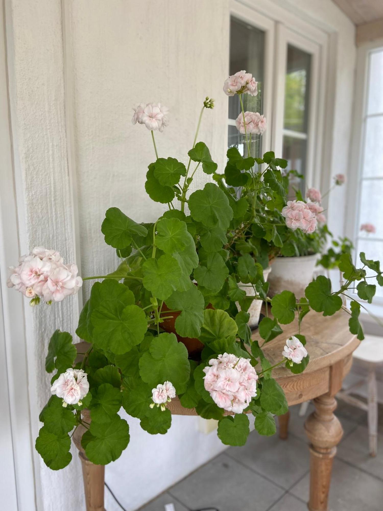 Blomstertantens Hus 特雷勒堡 外观 照片