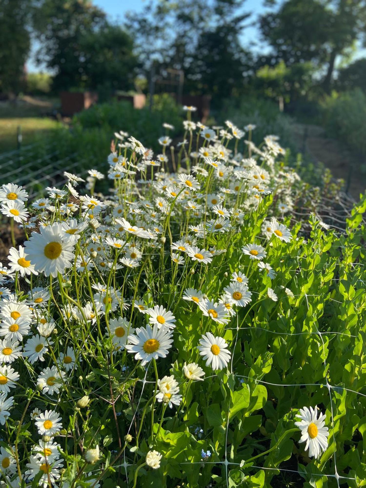 Blomstertantens Hus 特雷勒堡 外观 照片
